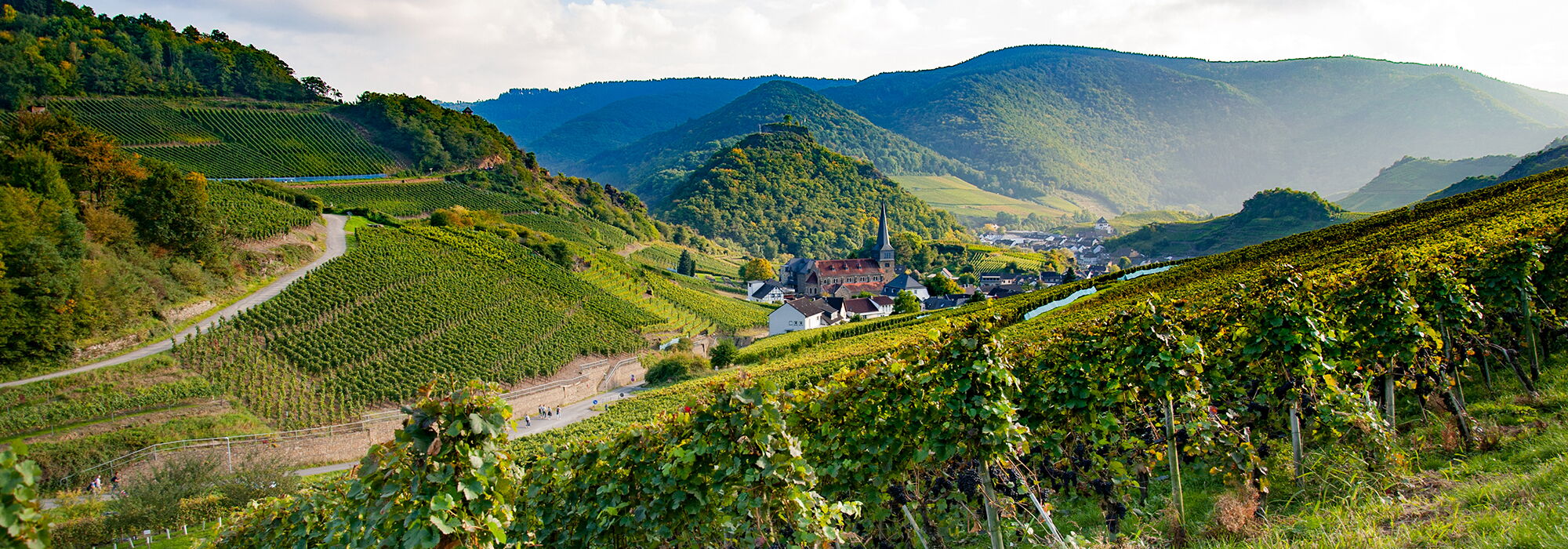 Landschaftsfoto auf das Örtchen Mayschoss im Ahrtal, Vordergrund Weinberge